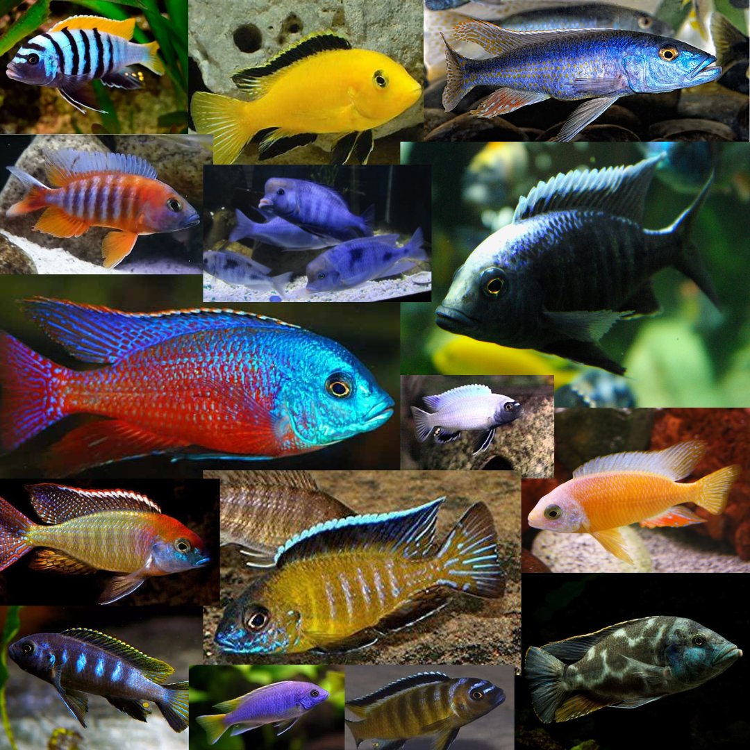 Shop Collection of Lake Malawi Cichlids at Sanctuary Cichlids
