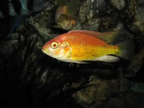 "Albino Kyoga Flameback", Xystichromis sp.