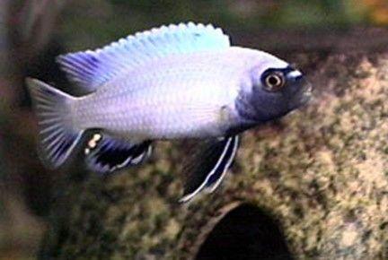 Pseudotropheus Polit "Lions Cove"