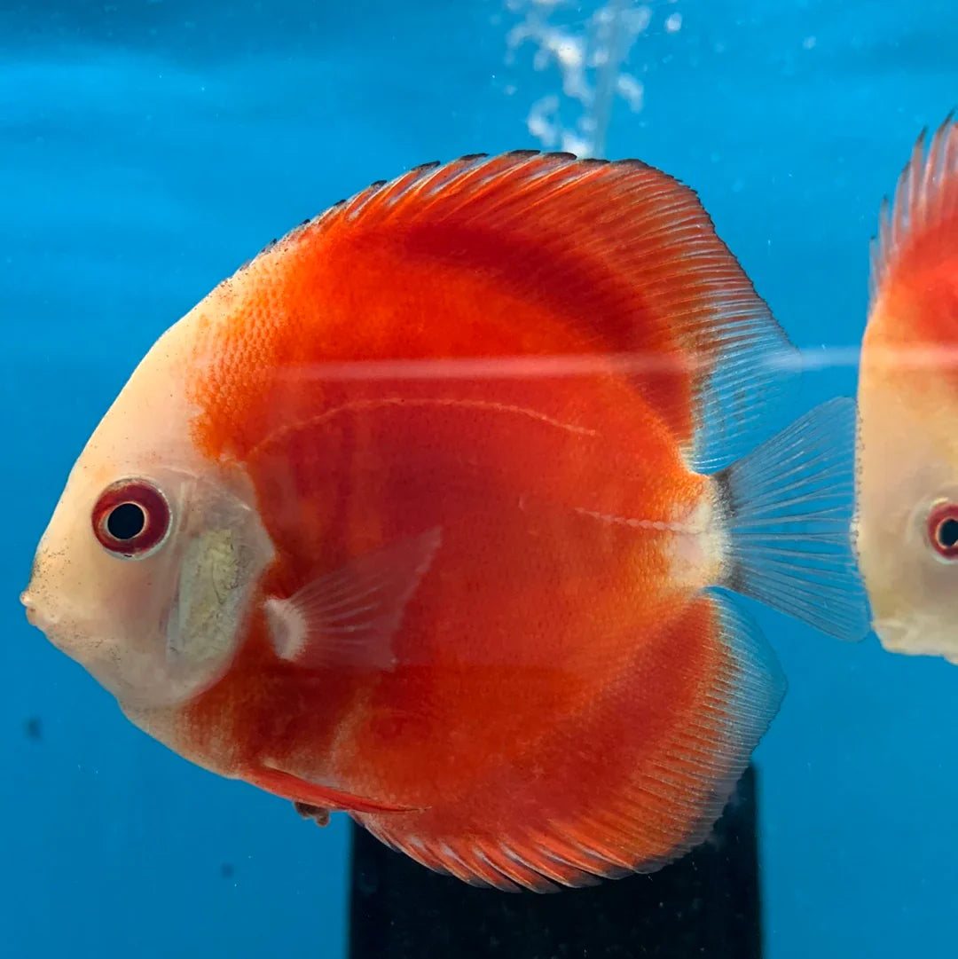 Red Melon Discus