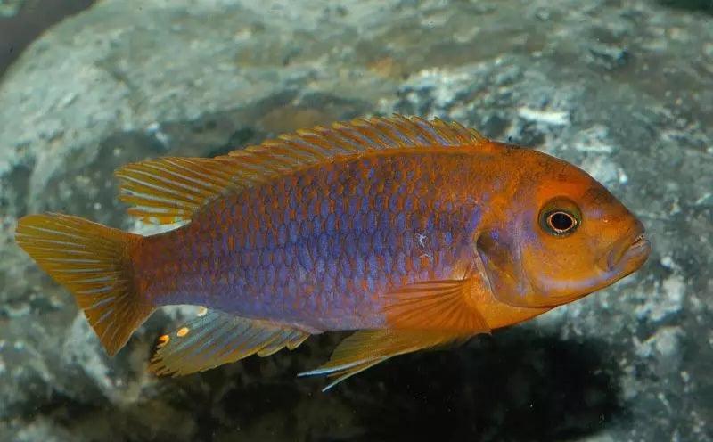 Colorful orange and blue cichlid fish swimming near a rocky background underwater
