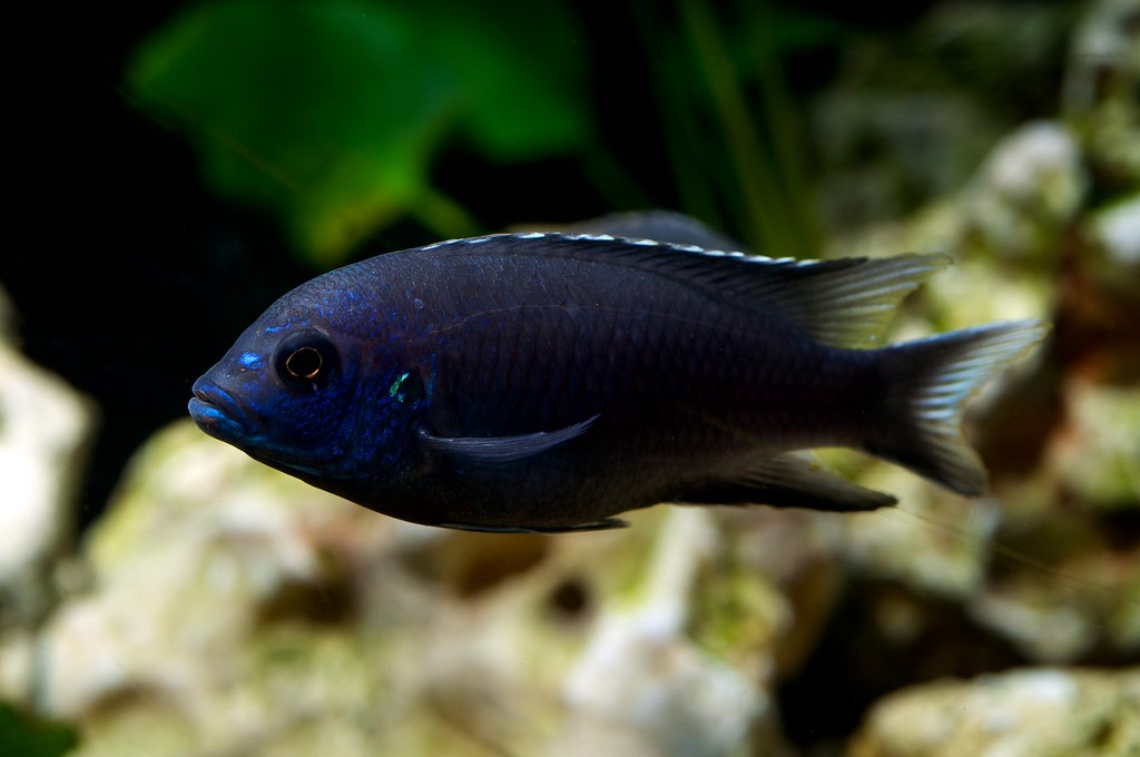 "White Tail Acei", Pseudotropheus sp.