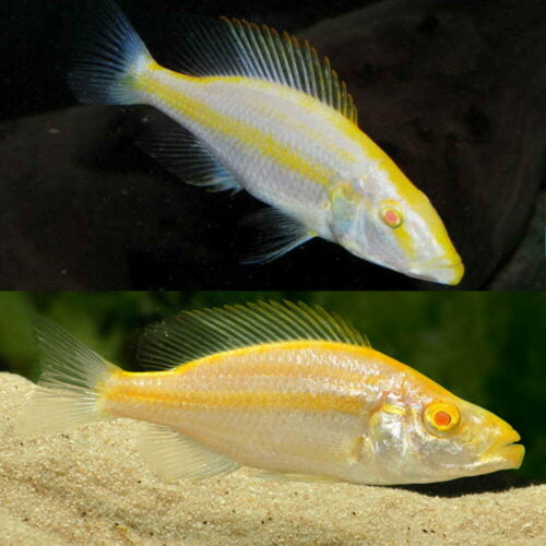 Dimidiochromis Compresseceps, Albino