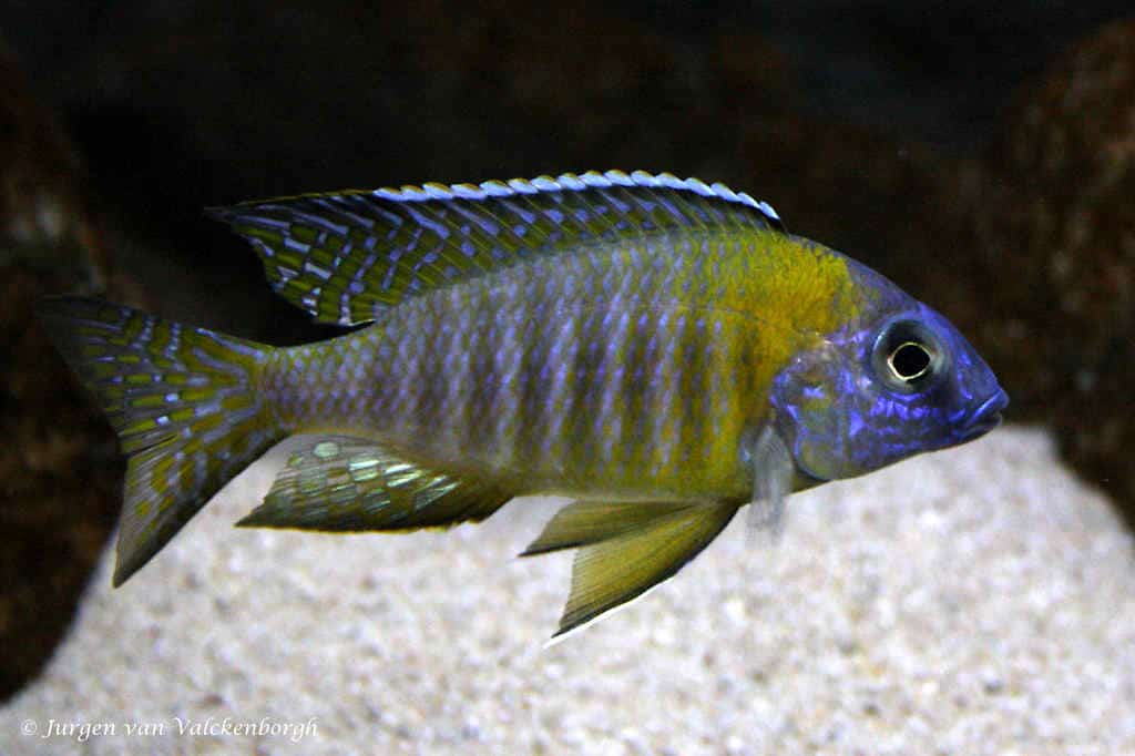 "Multi spot Peacock", Aulonocara sp. Gertrudae