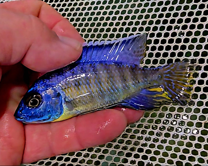 "Blue Regal Peacock", Aulonocara koningsi "Mbenji"