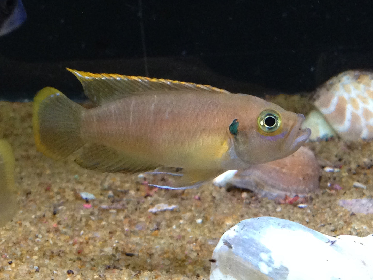 "Brevis Shelldweller", Neolamprologus Brevis