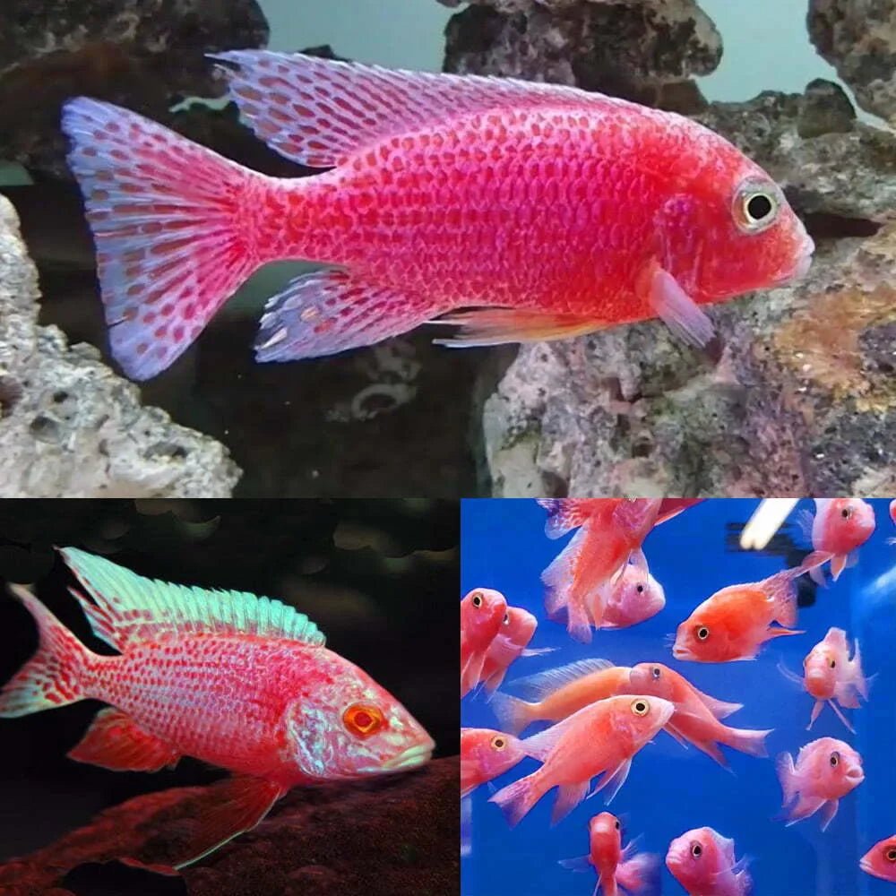 Strawberry Peacock Cichlid (Aulonocara sp.)