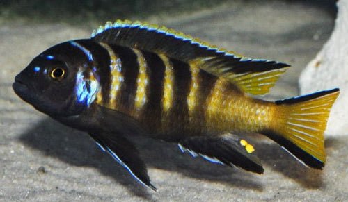 Elongatus Chailosi African Cichlid with blue and yellow stripes swimming over sandy substrate