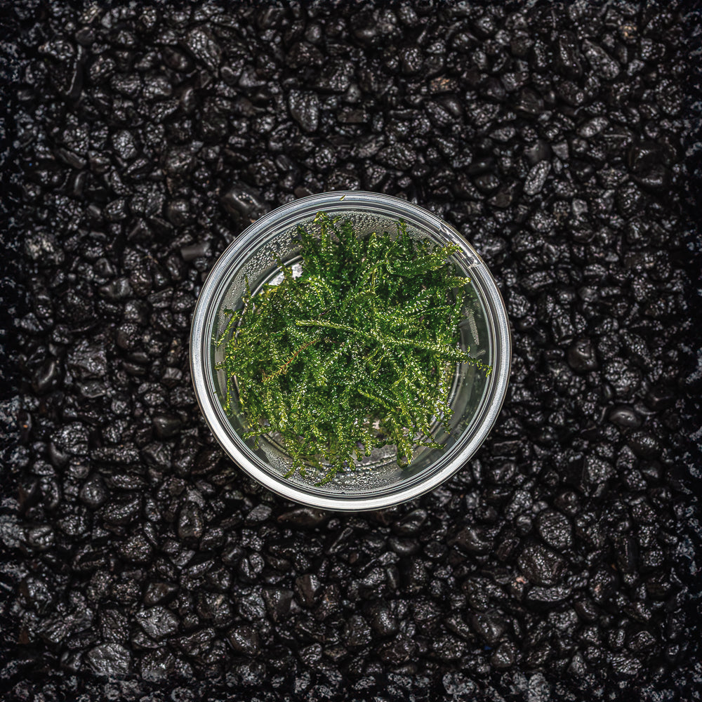Taiwan Moss | Taxiphyllum Alternans