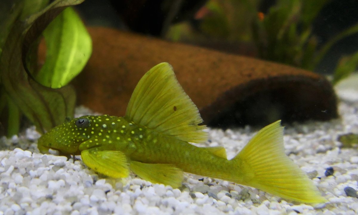 "Green Phantom Pleco", Hemiancistrus subviridis