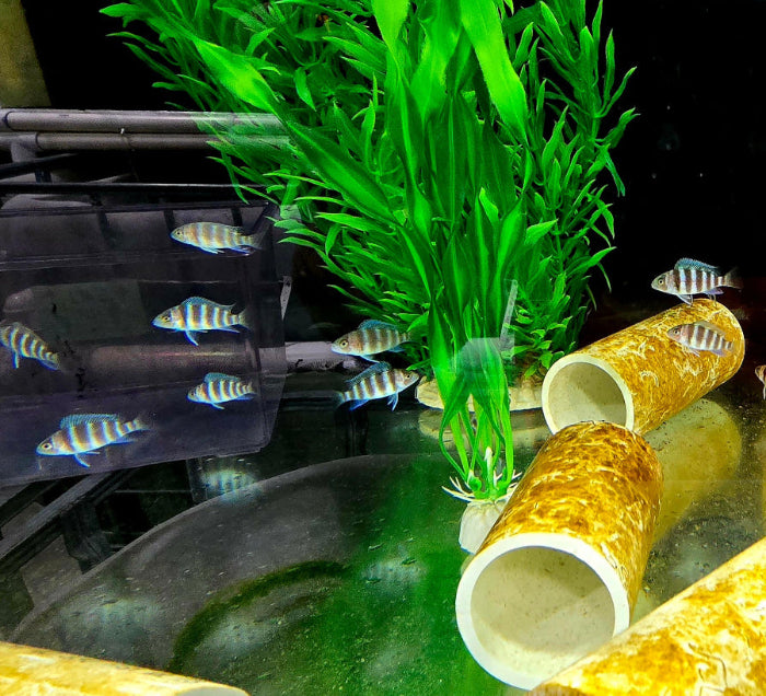 "7-Stripe Frontosa", Cyphotilapia Frontosa Kigoma