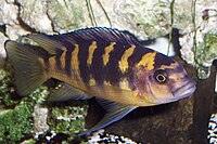 Pseudotropheus sp. Crabro Ornatus "Bumblebee" - Sanctuary Cichlids