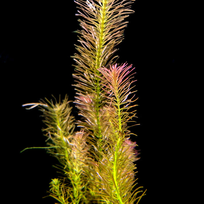 Rotala Wallichii