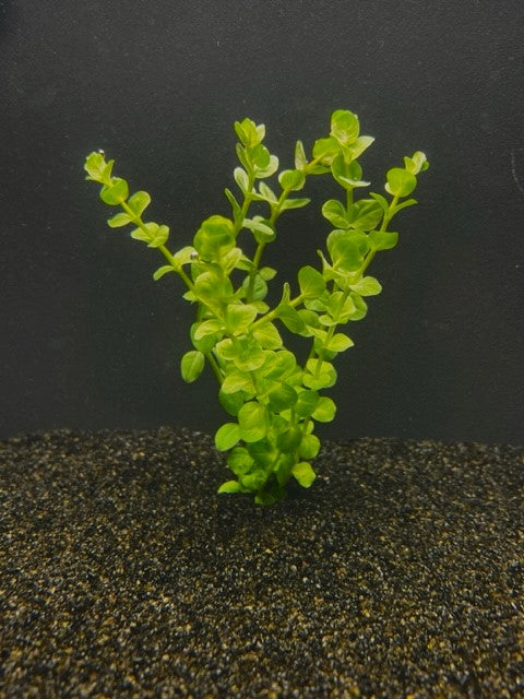 Rotala Rotundifolia Green