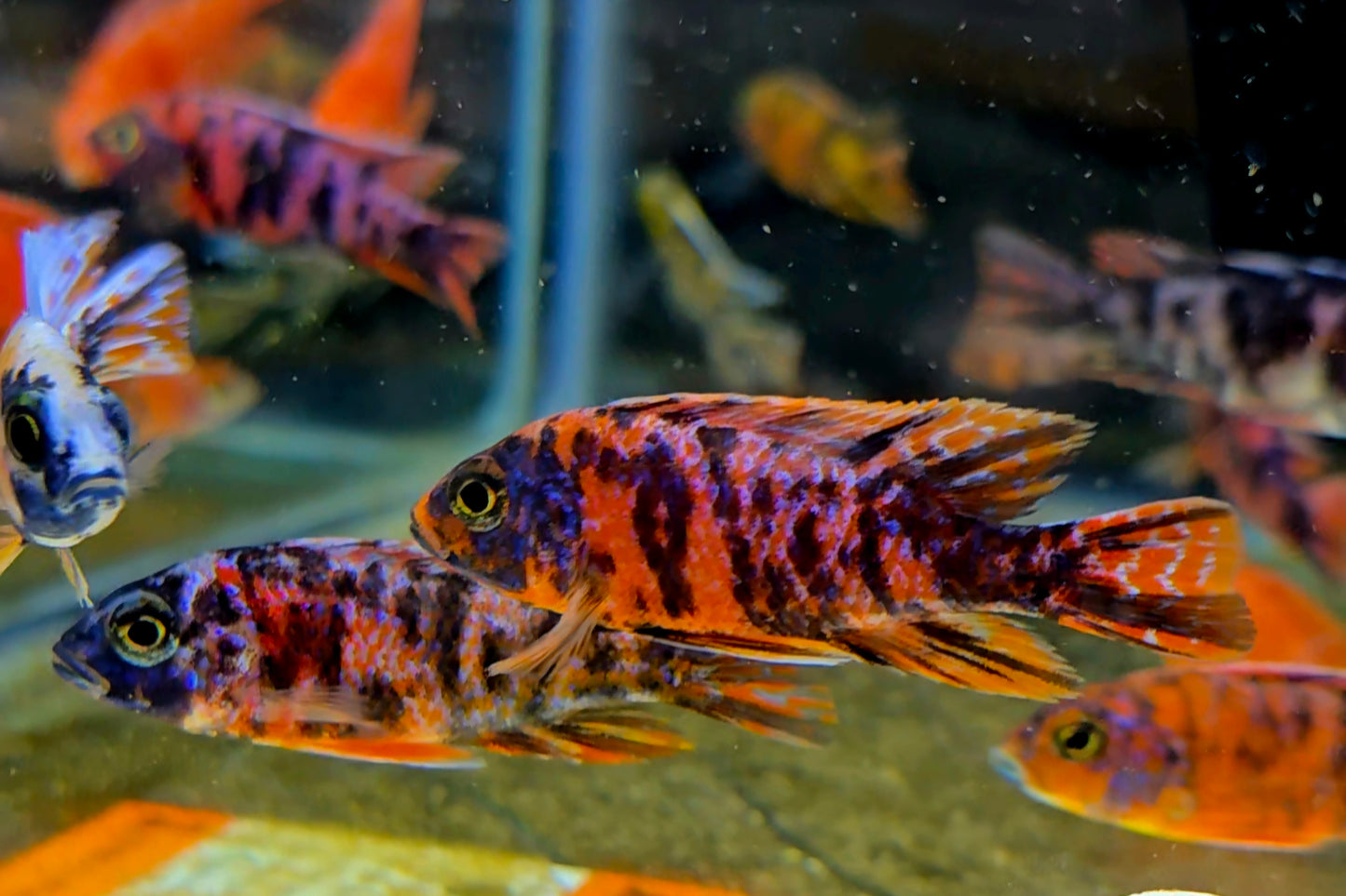 Aulonocara OB Peacock Red/blue