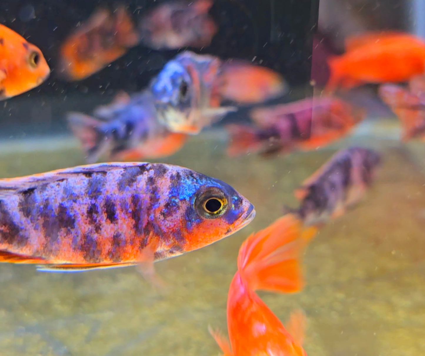 Aulonocara OB Peacock Red/blue