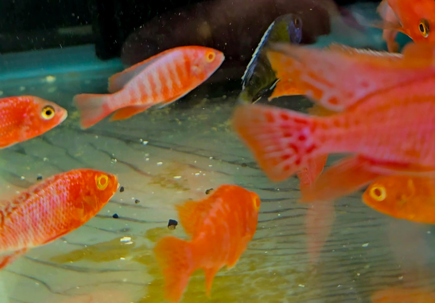 Aulonocara sp. Albino Pink/Red Peacock