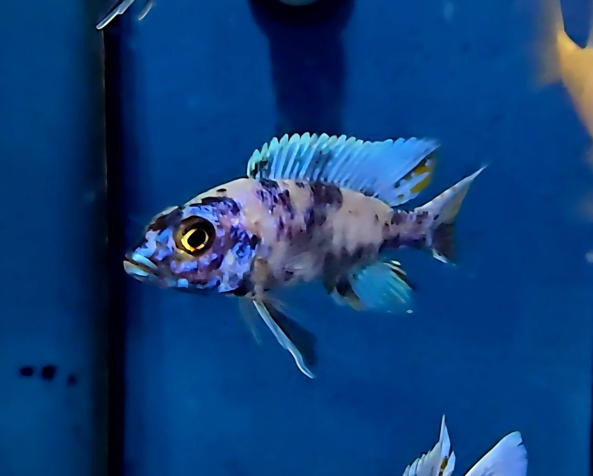 "OB Ahli", Sciaenochromis Fryeri