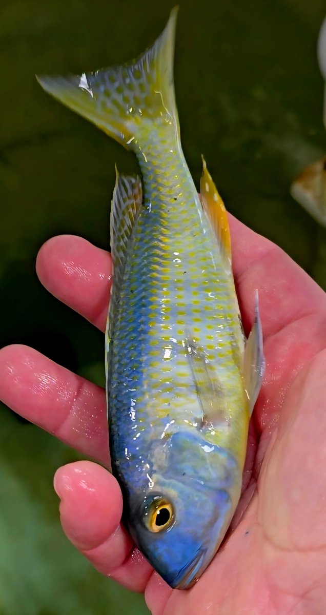 Hand holding a colorful African cichlid fish with blue and yellow scales