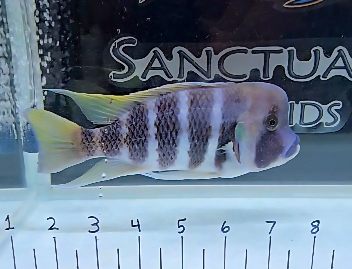 Frontosa cichlid in aquarium with ruler, African cichlid fish for sale online