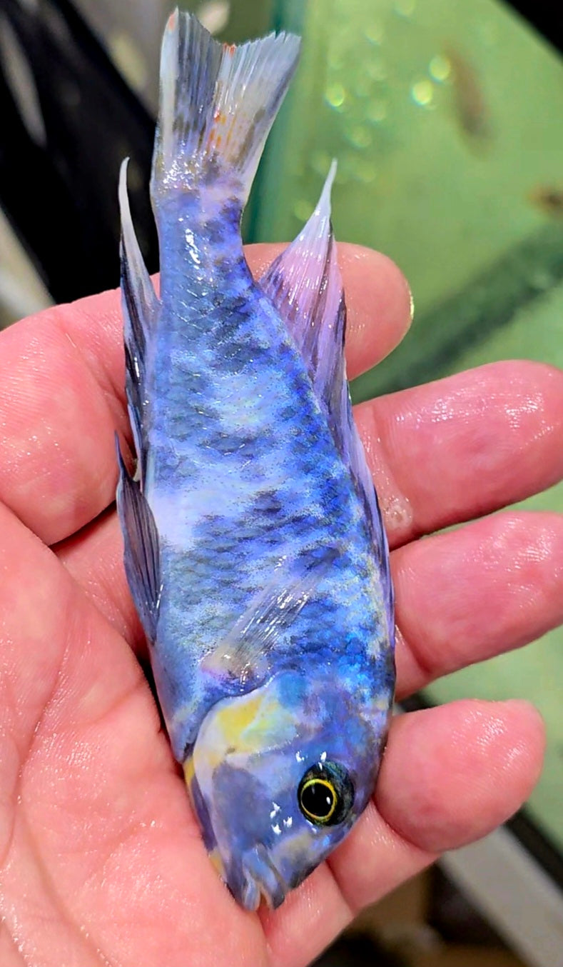 "OB Dolphin", Cyrtocara Moorii