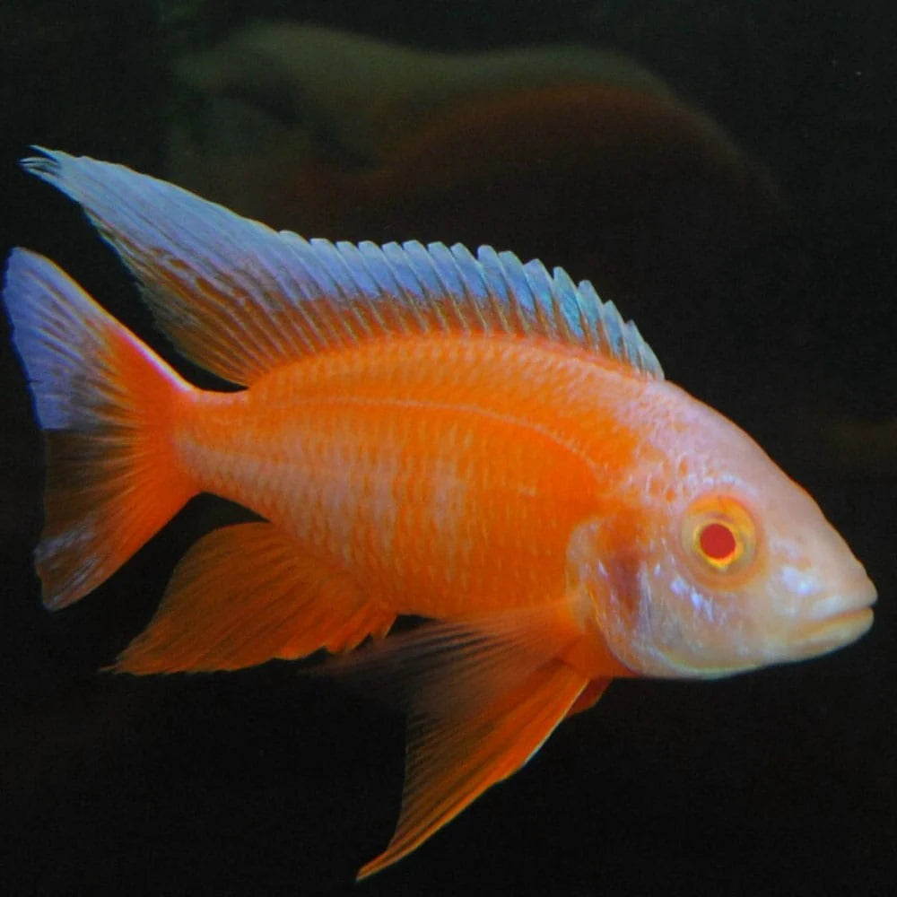 Albino Eureka Jake cichlid with vibrant orange body and fins, swimming in aquarium
