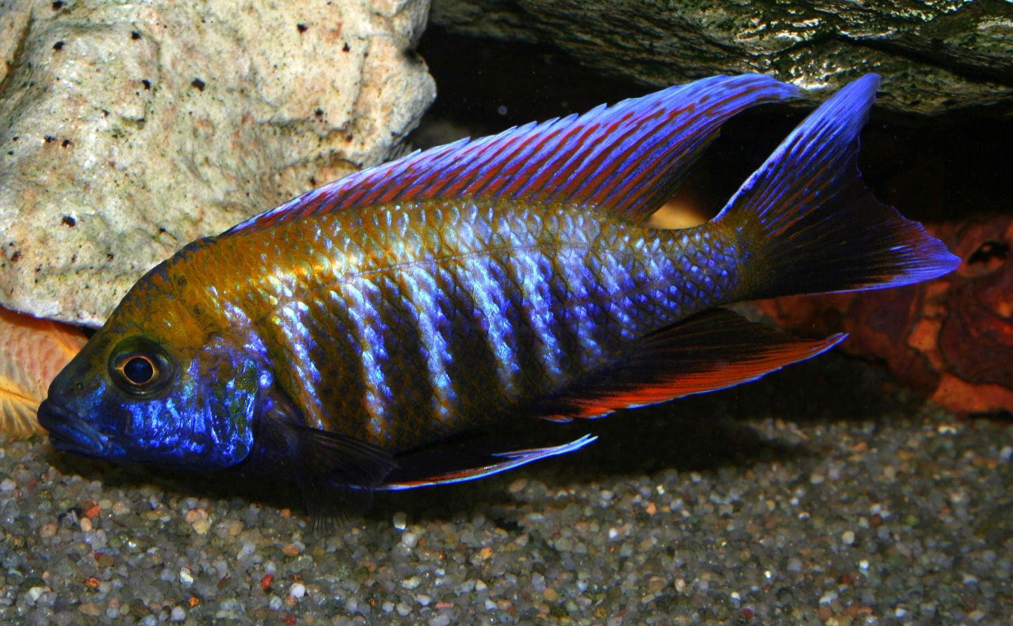 Aulonocara Jacobfreibergi Otter Point - Sanctuary Cichlids