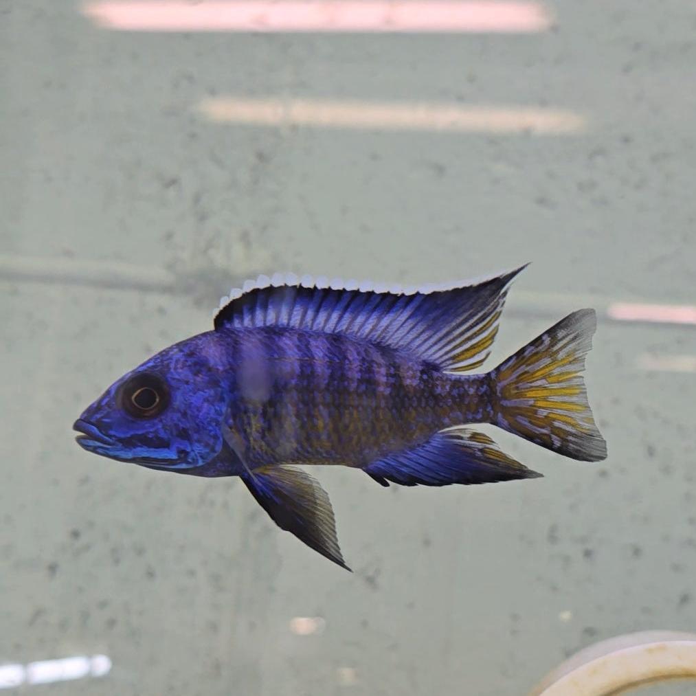 Aulonocara Koningsi "Blue Regal Mbenji" - Sanctuary Cichlids
