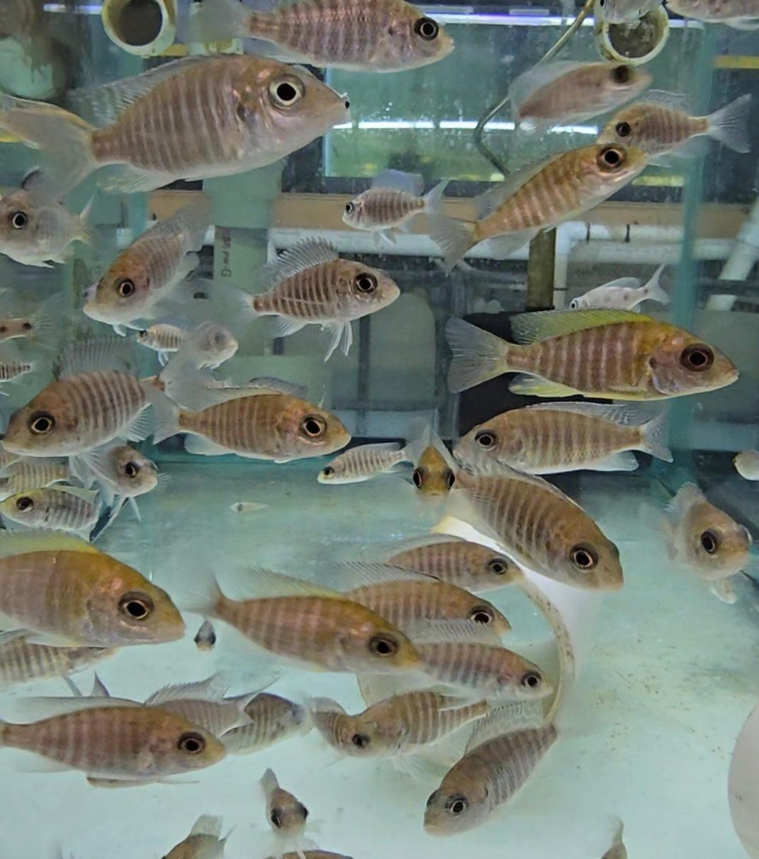 Assorted juvenile Aulonocara cichlids swimming in a clear aquarium tank