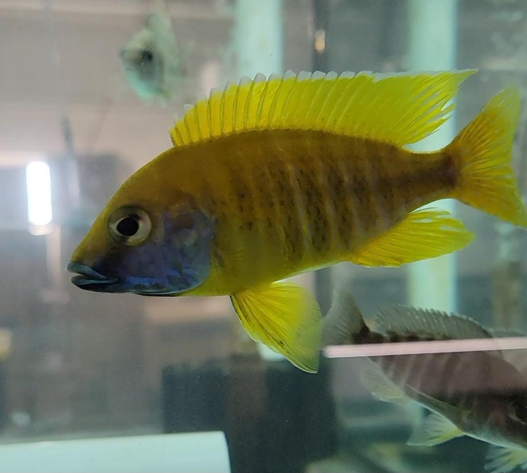 Aulonocara sp. Baenschi Benga - Sanctuary Cichlids