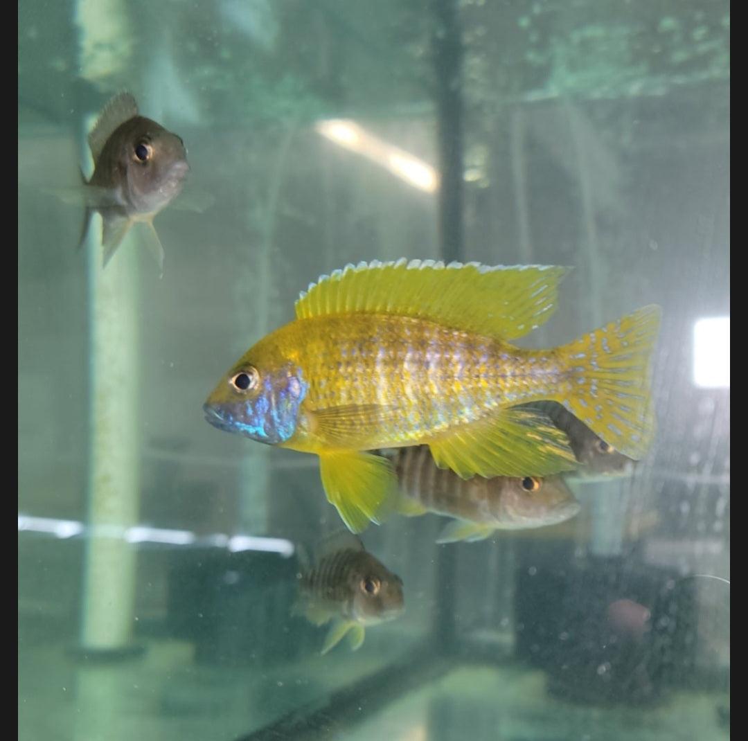 Aulonocara sp. Baenschi Benga - Sanctuary Cichlids