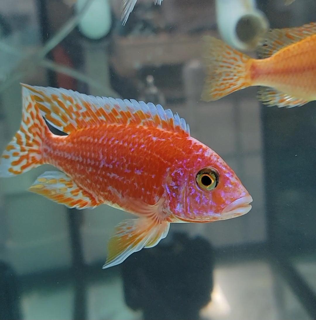 Aulonocara sp. "German Red Fire Fish" - Sanctuary Cichlids