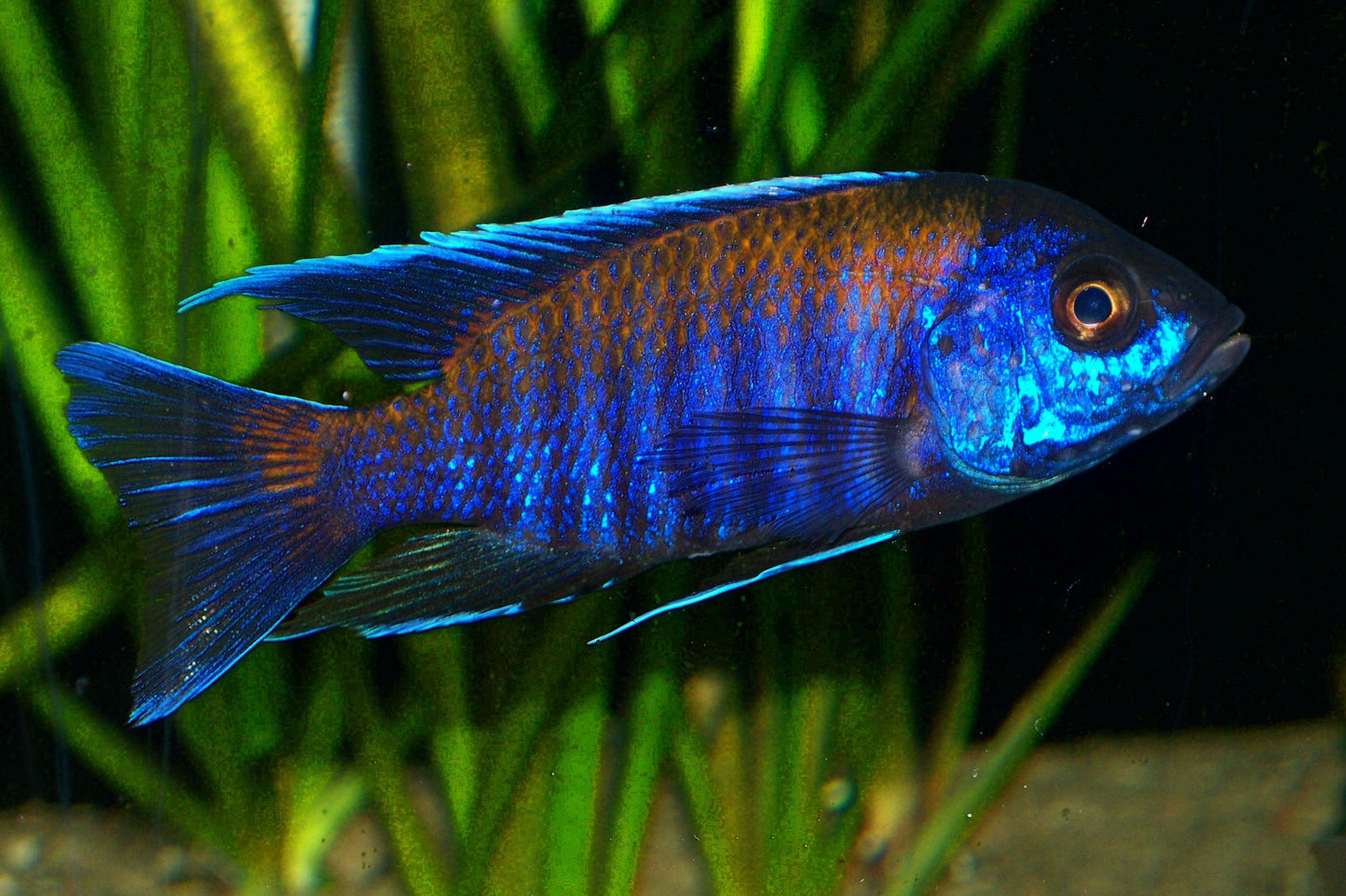 Aulonocara sp. Walteri - Sanctuary Cichlids