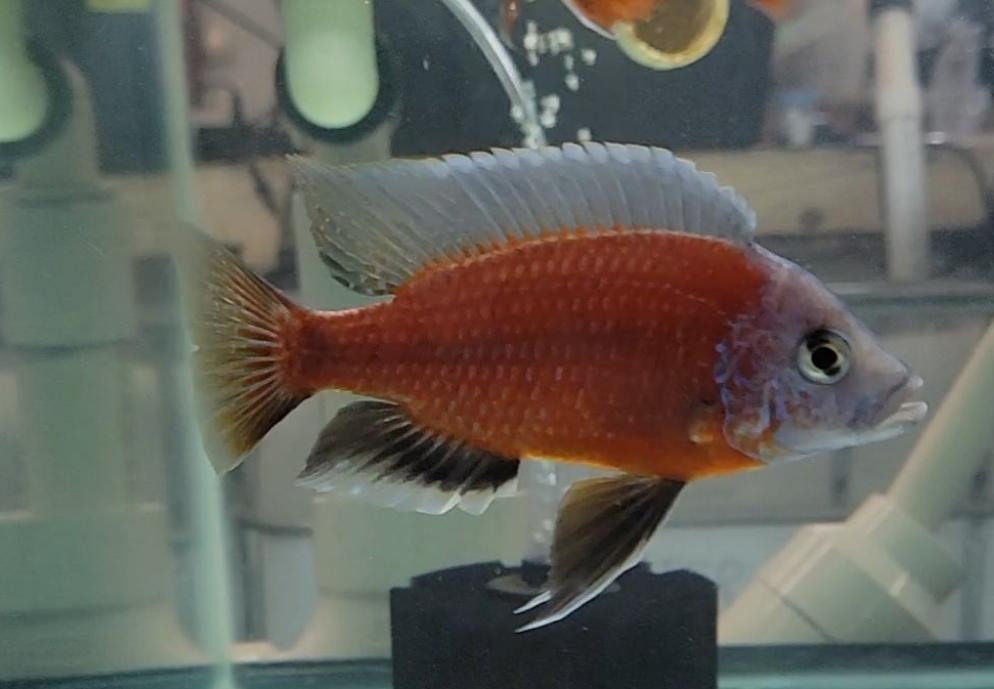 Copadichromus Borleyi "Red Fin" Kadango - Sanctuary Cichlids