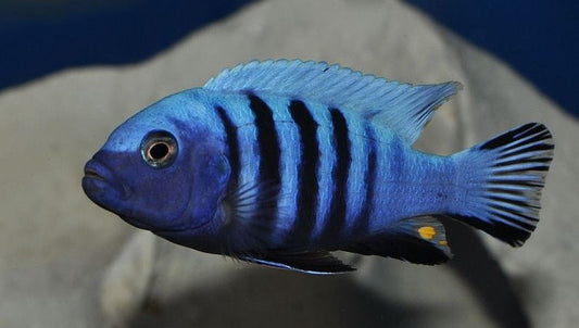 Cynotilapia "White Top Afra" Likoma - Sanctuary Cichlids