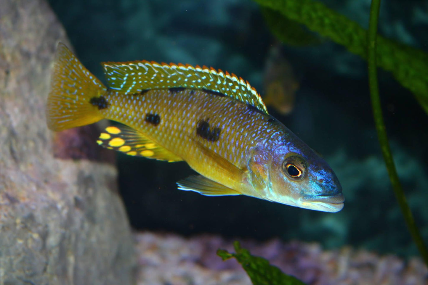 Exochochromis Anagenys - Sanctuary Cichlids