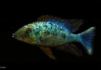 Fossochromis Rostratus Liuli "Sand Diver" - Sanctuary Cichlids