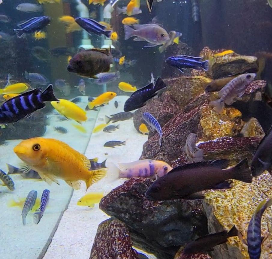 Group of 5 mixed Mbuna 1"-2" - Sanctuary Cichlids