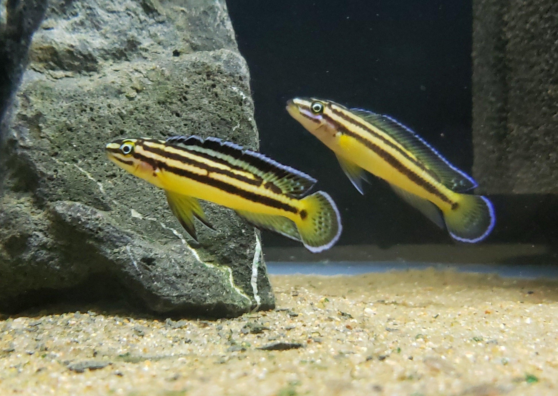 Julidochromis Regani Kipili - Sanctuary Cichlids