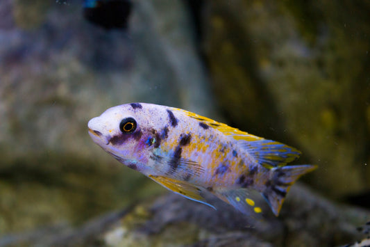 Labeotropheus Fuelleborni OB - Sanctuary Cichlids