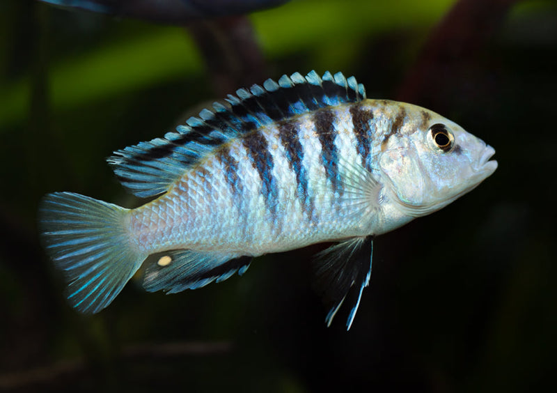 Labidochromis sp. Zebra Lundo Island cichlid with blue and black stripes in aquarium