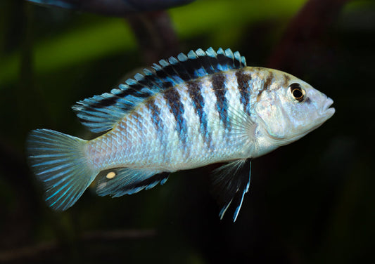 Labidochromis sp. Zebra Lundo Island - Sanctuary Cichlids