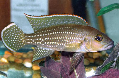 Lamprologus Tetracanthus - Sanctuary Cichlids