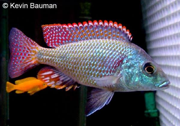 Lenthrinops Intermedius - Sanctuary Cichlids