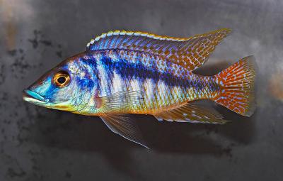 Mylochromis sp. Mchuse "Longnoser"