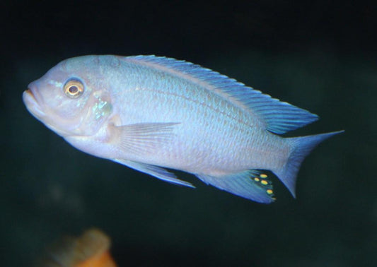 Metriaclima Callainos "Pearl White" Zebra - Sanctuary Cichlids