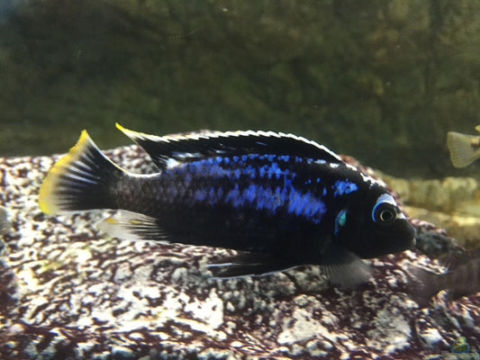 Metriaclima "Msobo" Magunga - Sanctuary Cichlids