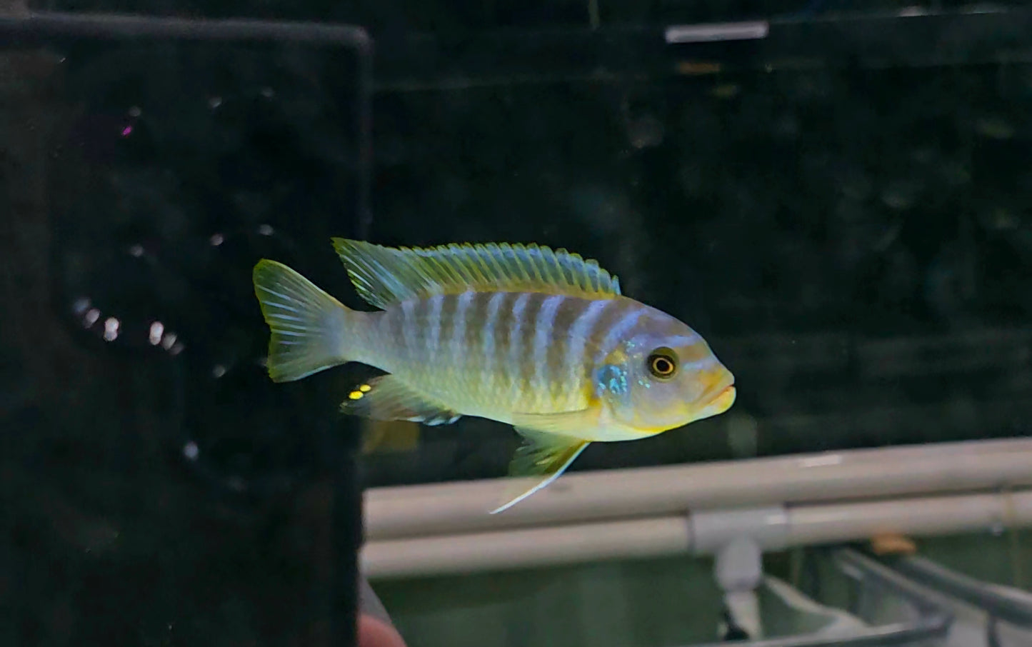 Metriaclima sp. aurora cichlid with blue and yellow stripes in aquarium tank