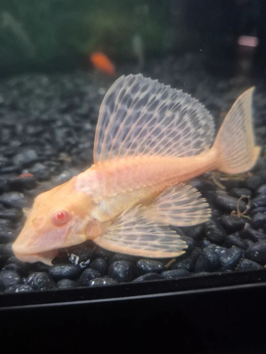 Gibbiceps Albino Pleco (Albino Sailfin Pleco)