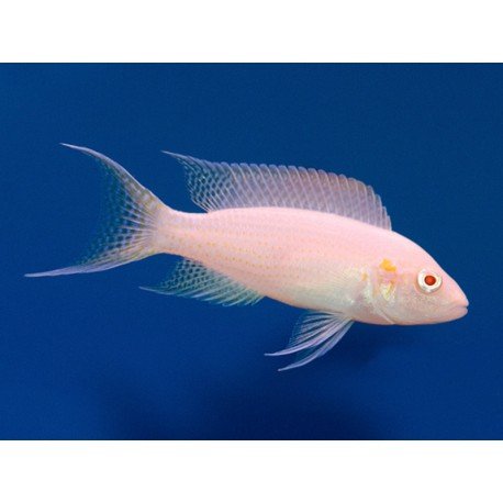 Albino Neolamprologus brichardi cichlid swimming in clear blue aquarium water